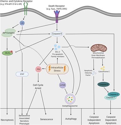 Therapy-Induced Tumor Cell Death: Friend or Foe of Immunotherapy?